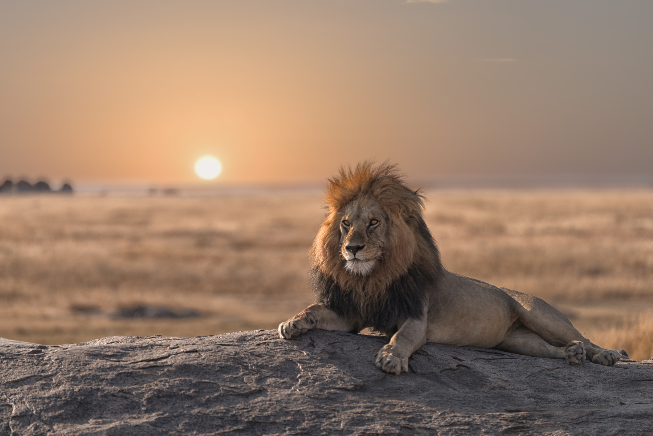 A lion at sunset in the Serengeti