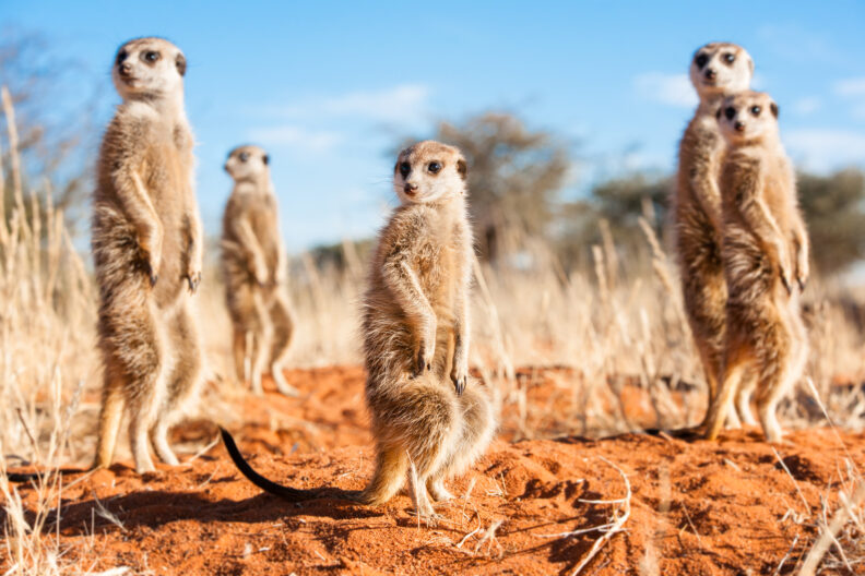 Group of meerkats stand guard outside their burrow