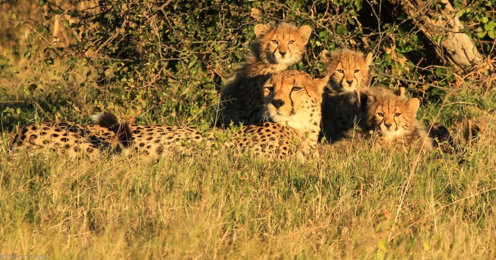 Queenie and her cubs Bomani