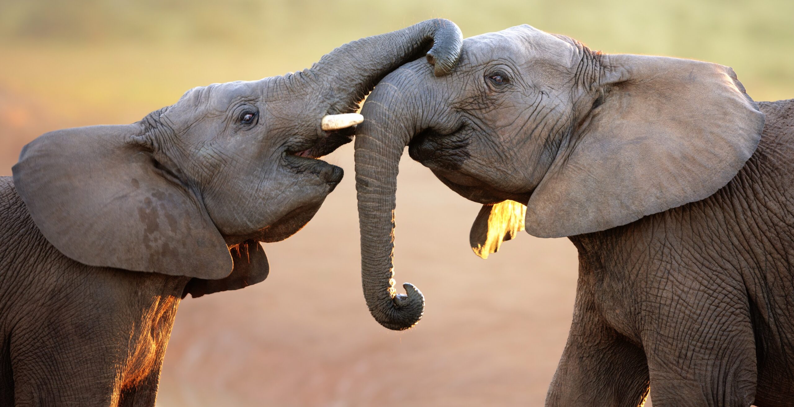 Witness touching moments like these two baby African elephants playing when you take a tailor-made holiday with Alfred&