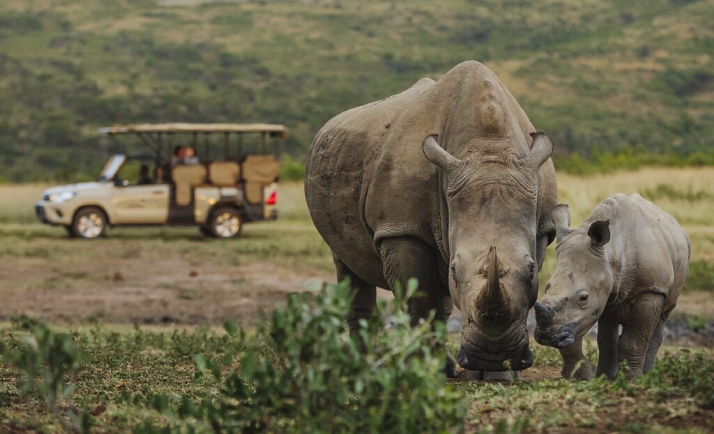 Spot southern white rhino like these on safari at Rhino Ridge Lodge when you take a tailor-made trip with Alfred&
