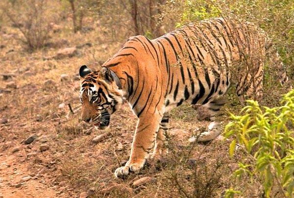 See extraordinary wildlife like this Royal Bengal Tiger in Sariska National Park when you take a tailormade trip with Alfred&