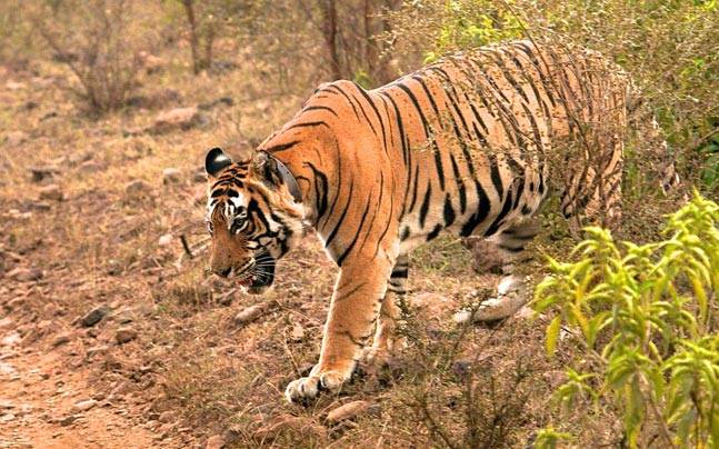 See extraordinary wildlife like this Royal Bengal Tiger in Sariska National Park when you take a tailormade trip with Alfred&