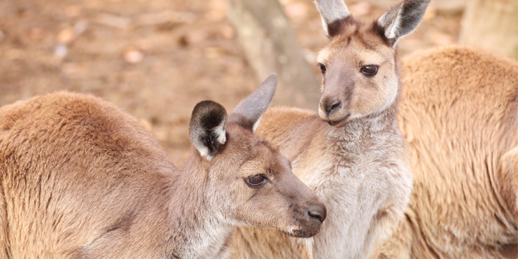 Kangaroos on Kangaroo Island