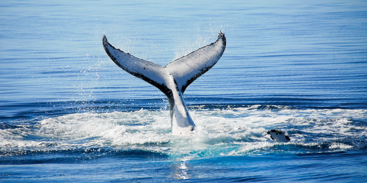 Humpback Whale in Queensland