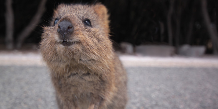 Quokka on Rottnest Island