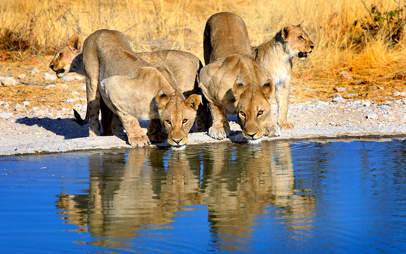 Pride of Lions