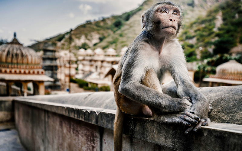 Monkey in Jaipur