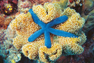 Blue starfish on coral