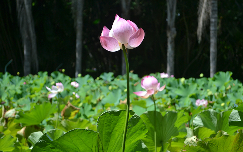 Pamplemousses Botanical Gardens