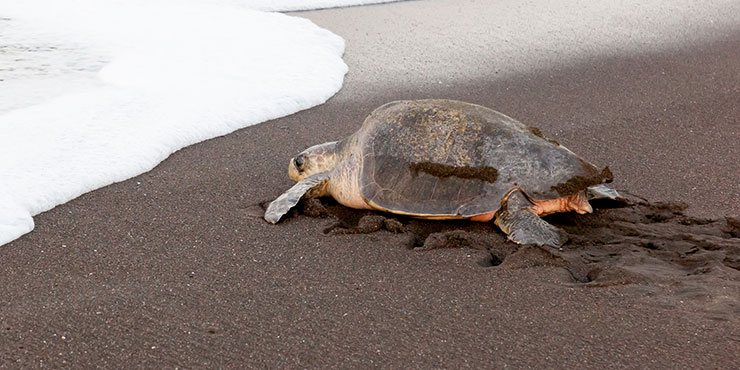 Olive Ridley turtle