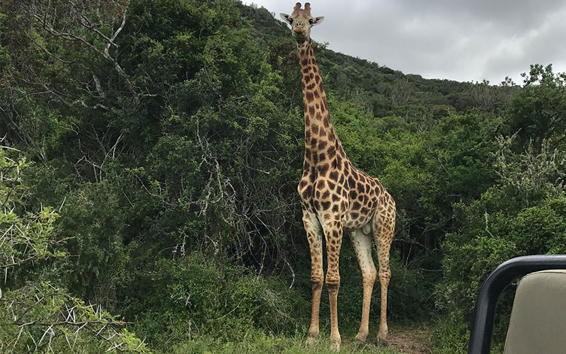 Giraffe in Kariega