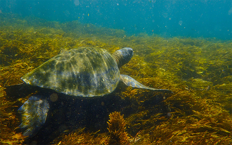 Swimming with turtles