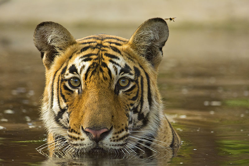 Tiger Ranthambore