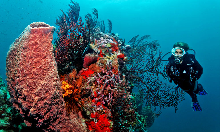 Scuba Diving at Jade Mountain