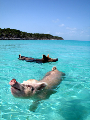 Swimming away on Pig Beach, Bahamas