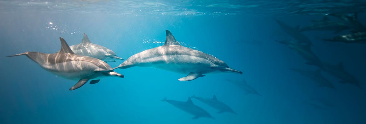Dolphin cruises