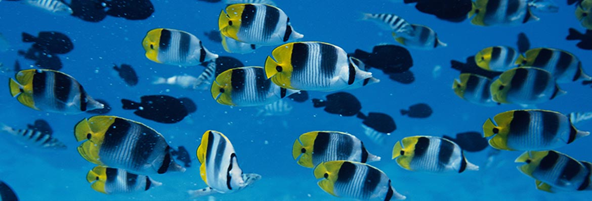 Swimming & snorkelling in the Maldives