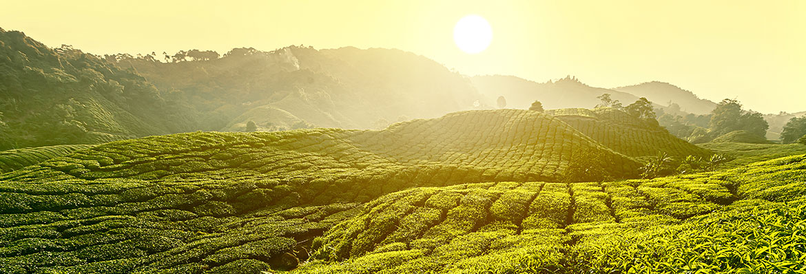 Teas of the world