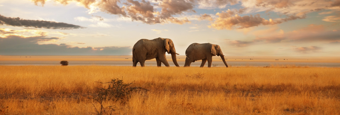 Honeymoon Safaris