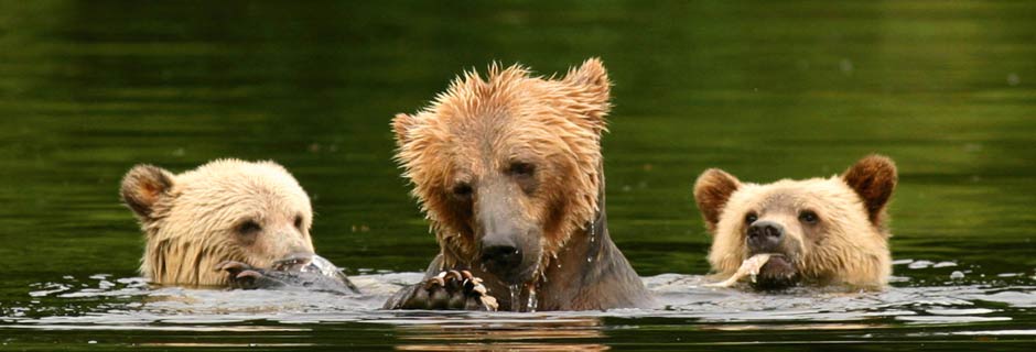 North America wildlife