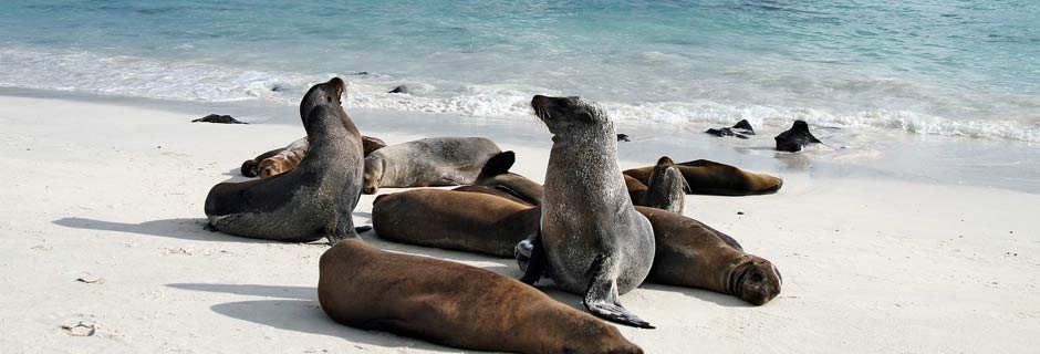 Latin America wildlife