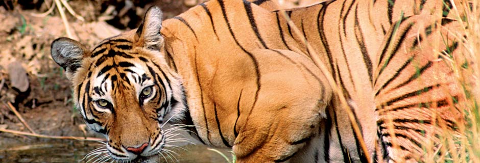 Asia wildlife