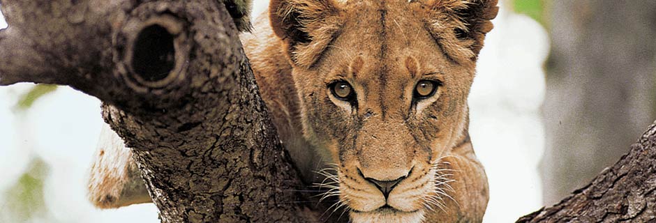 African wildlife