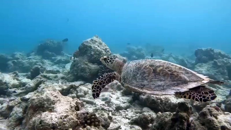 Maldives turtle