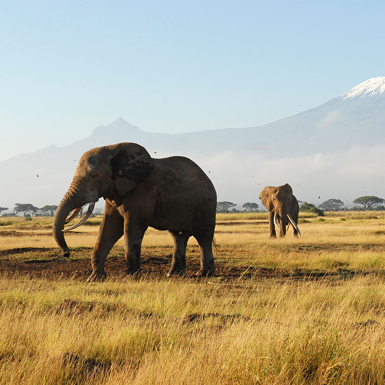The Golden Age of Safari