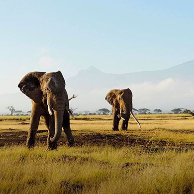 Luxury Safaris Luxury Safaris