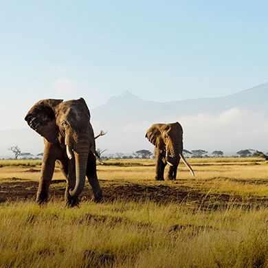 Safaris Safaris