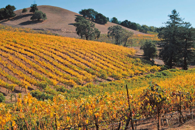 Vineyard in Napa Valley