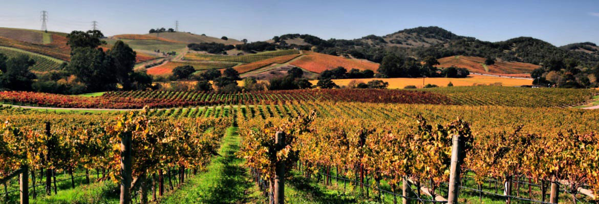 Californian wine lands – Napa Valley vs Sonoma
