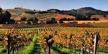 Californian wine lands – Napa Valley vs Sonoma 
