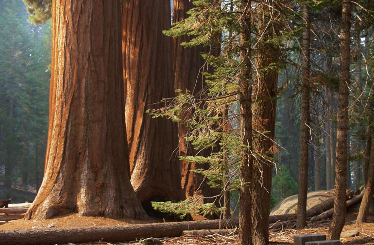 Sequoia trees