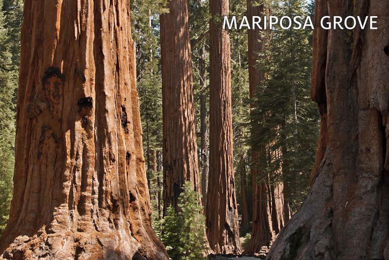 Mariposa Grove