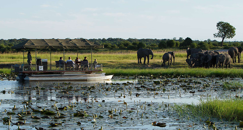 Elephant safari in Africa