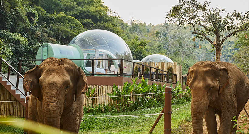 Jungle bubble at Anantara Golden Triangle Elephant Camp & Resort 