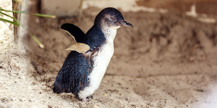 Penguin on Philip Island