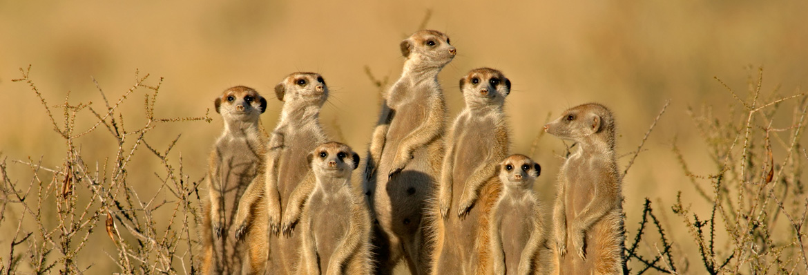 Discovering the wonderful world of meerkats