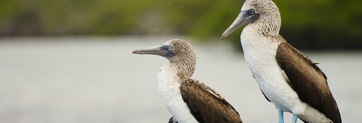 Wild about the Galapagos