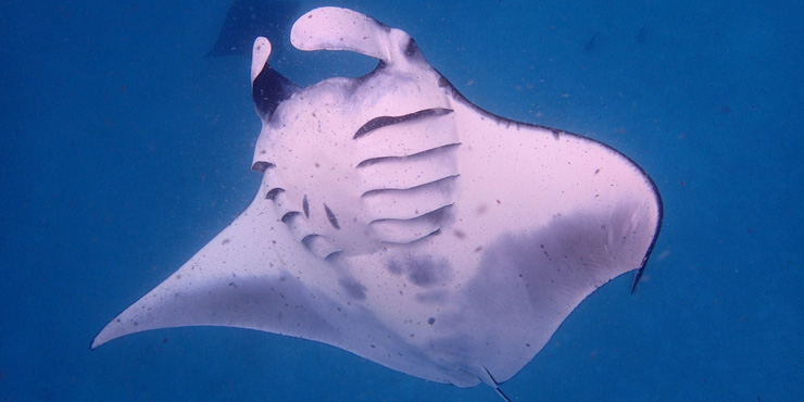 Manta rays are one of the most endangered fish in our seas