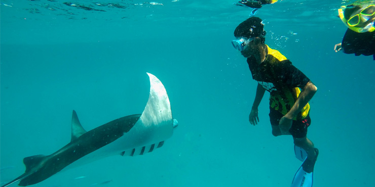 Mantas have a huge wing span and are the largest of the rays