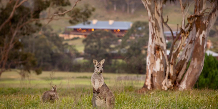 Spend time in the presence of Australia’s wildlife 
