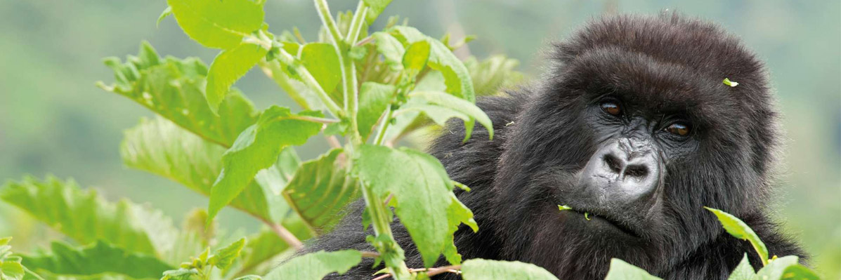 Gorillas in our midst