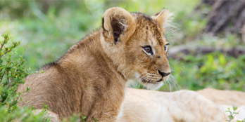 The story of the lost lion cub