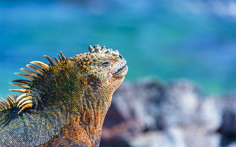 Urbina Bay, Punta Espinosa