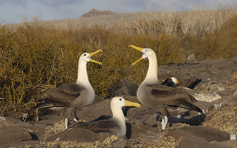 Albatross