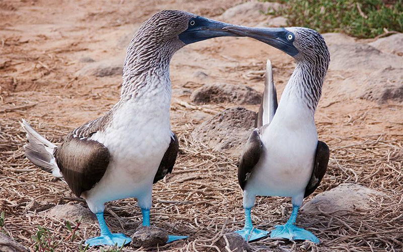 Blue footed boobies